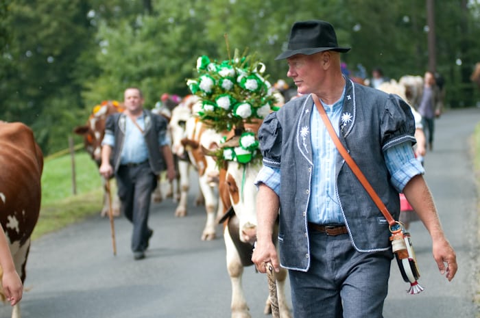Jean-Claude Biver wearing traditional Swiss garb while walking on a street next to cows. 