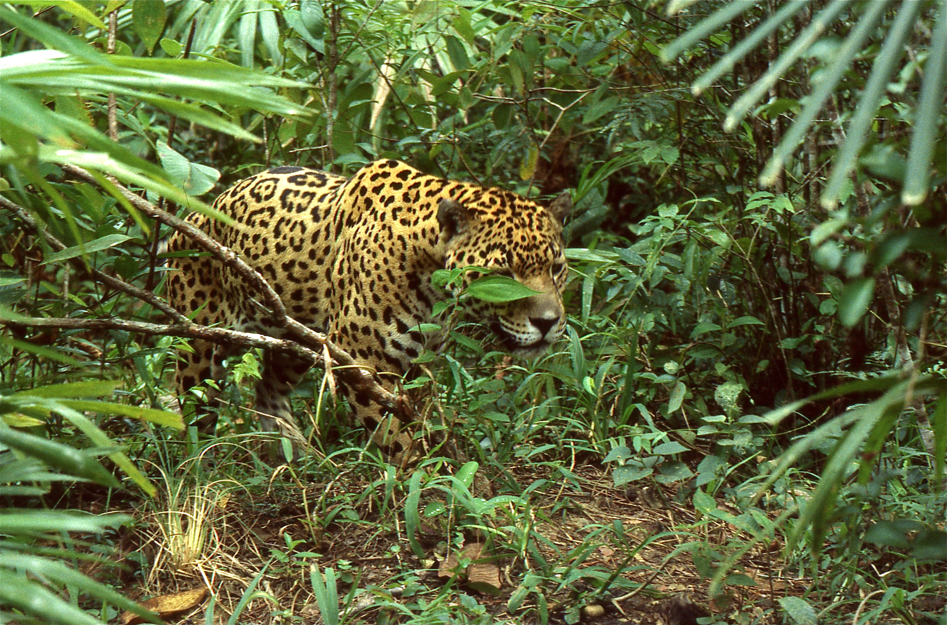 Jaguars in Belize