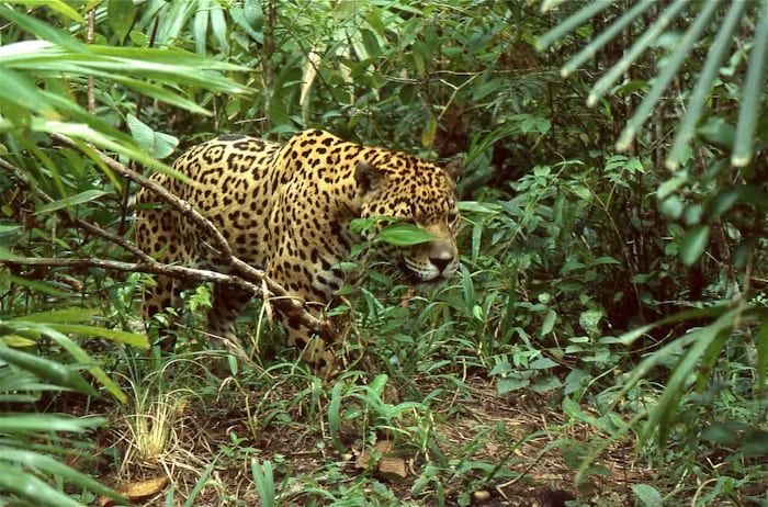 Jaguars in Belize