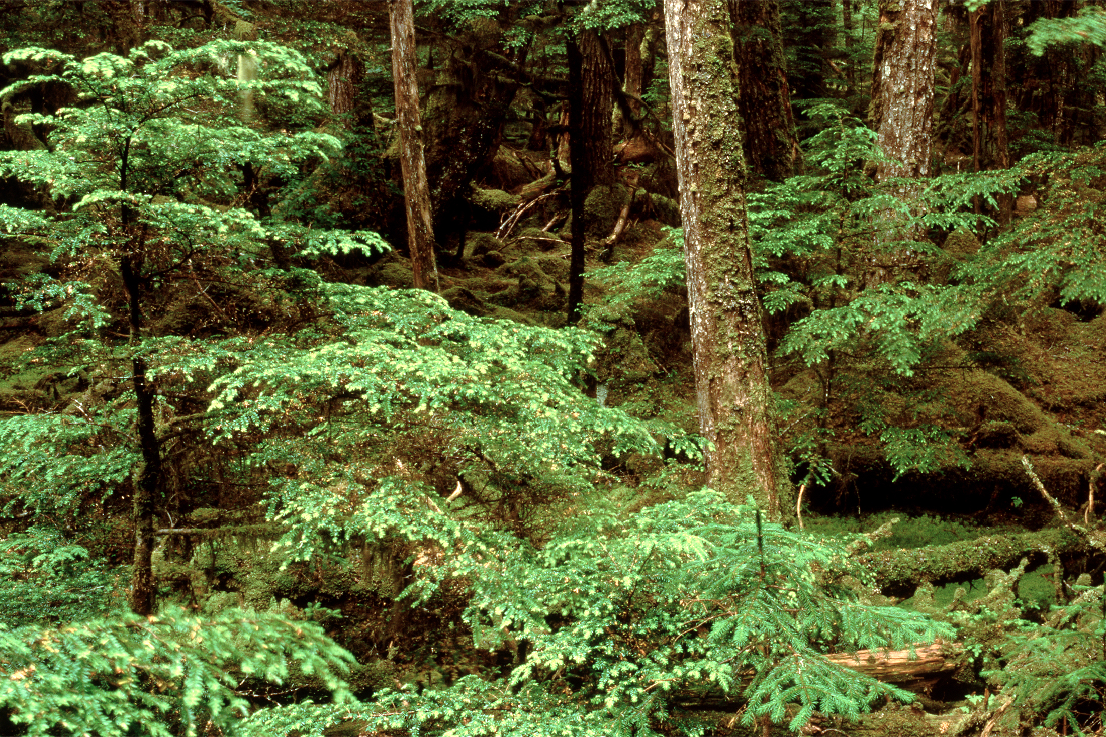 Tongass National Forest
