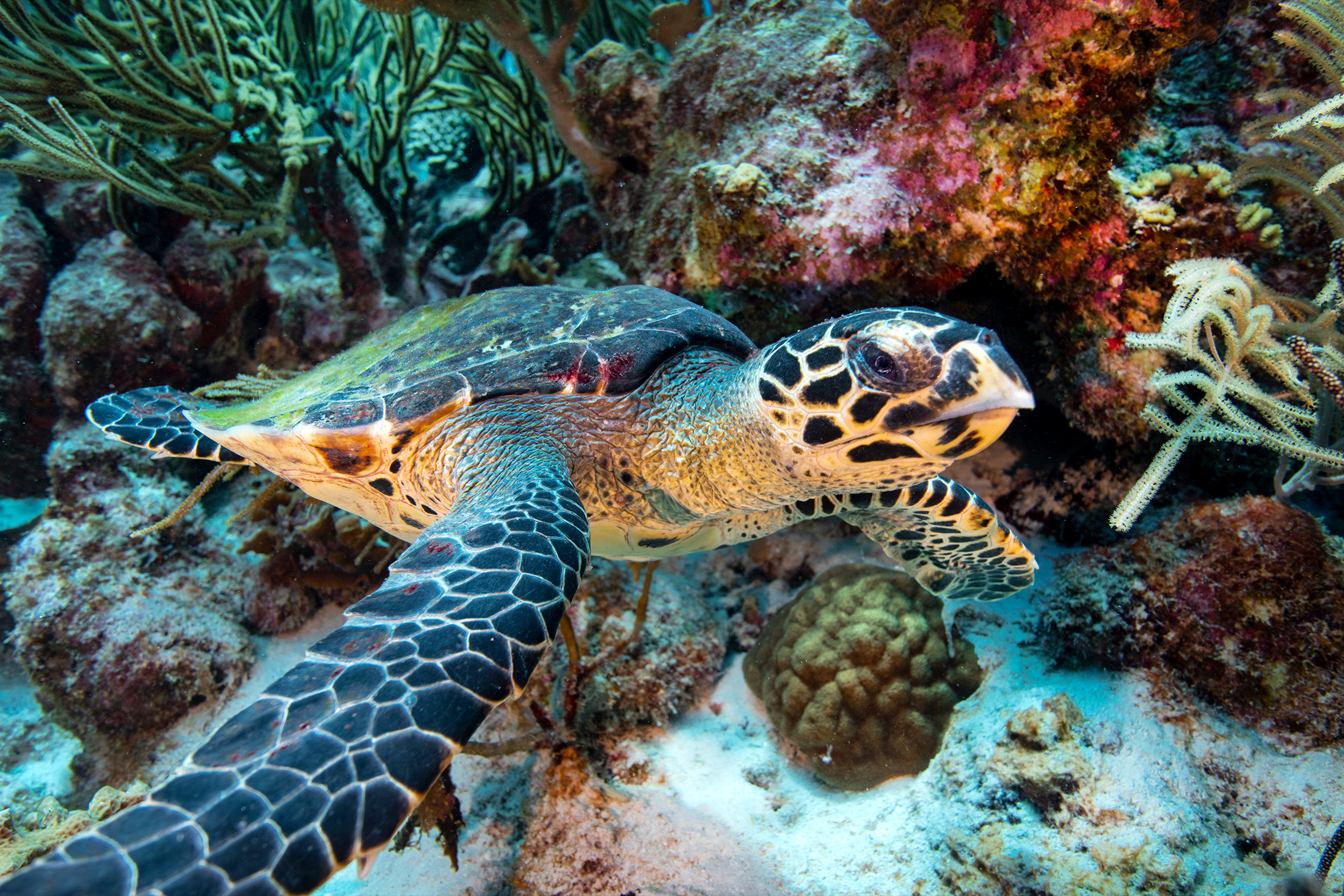 a sea turtle