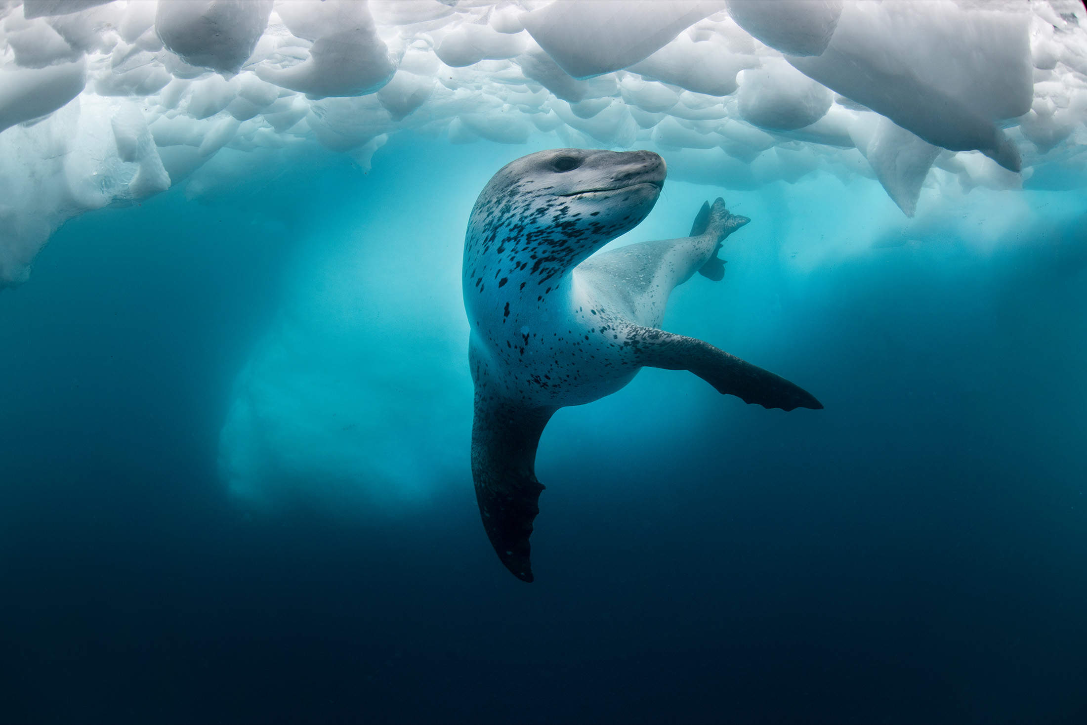 a leopard seal