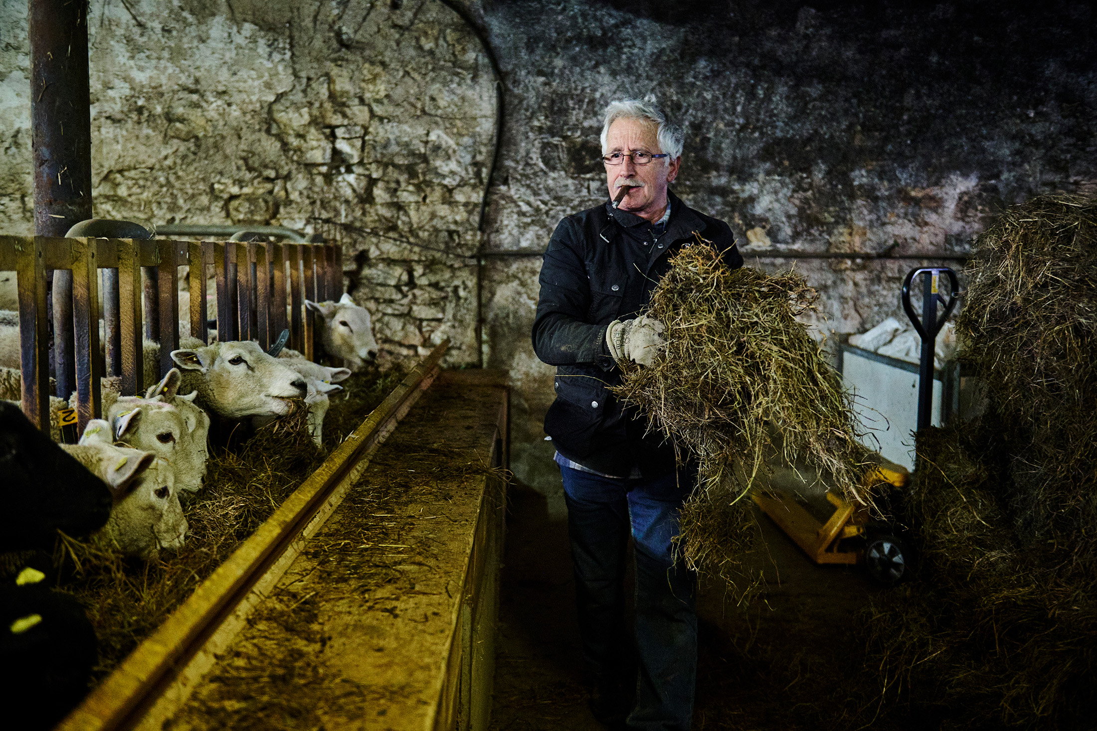 A man with hay and some sheep
