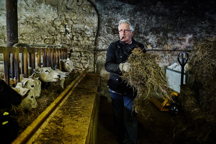 A man with hay and some sheep