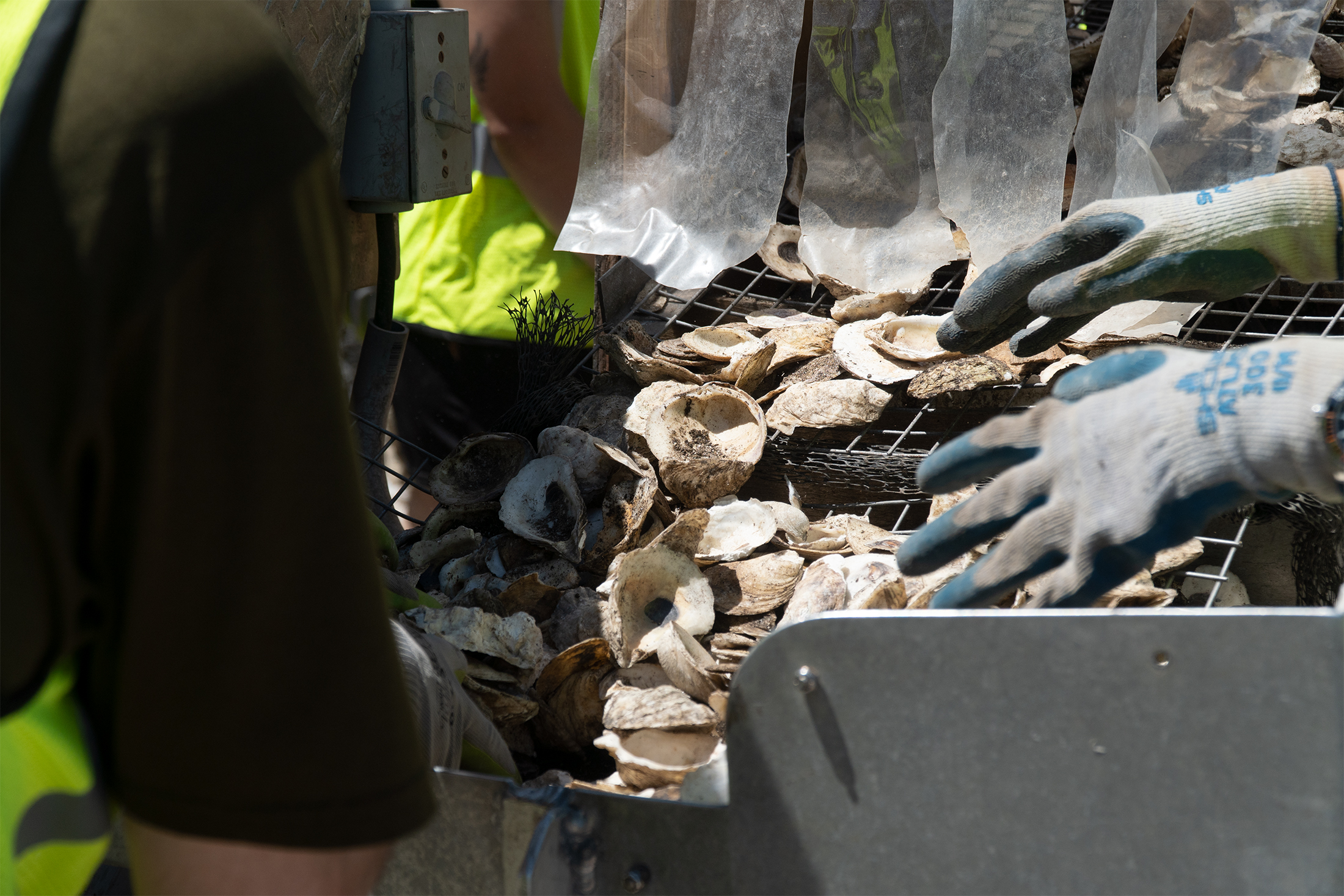 Billion Oyster Project