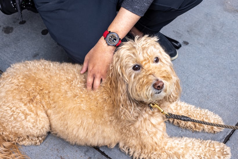 JoJo the dog pictured getting pet while @waitlisted wears his Ming. 