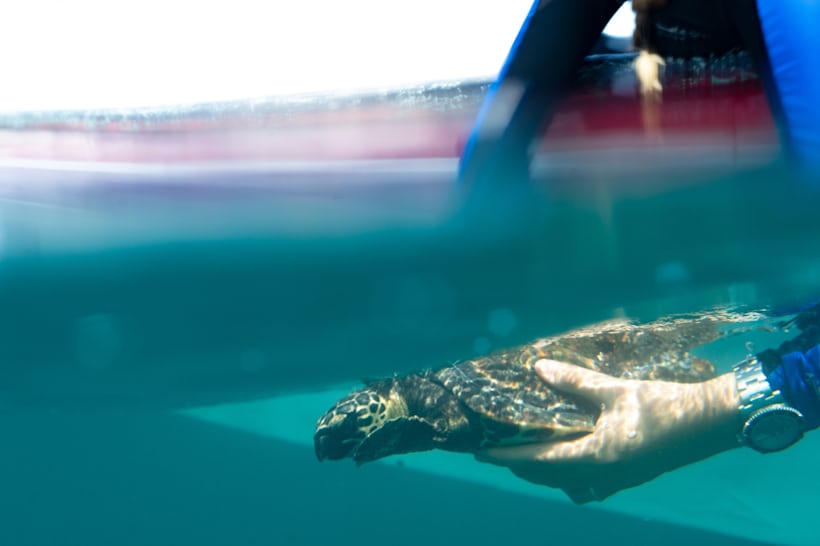Releasing a Hawksbill Turtle in Panama