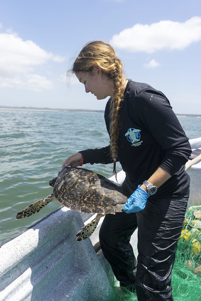 Callie Veelenturf returning a turtle to the ocean