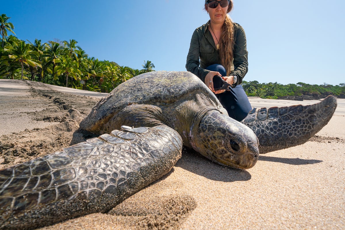 Callie Veelenturf with a Leatherback Turtle