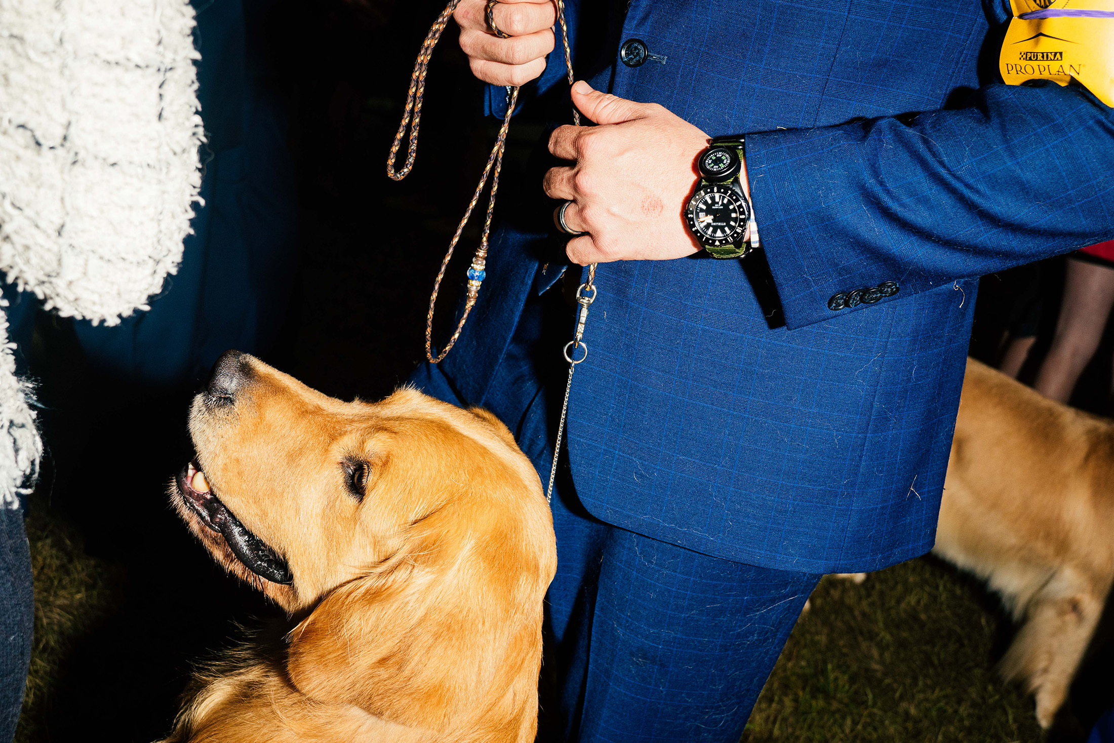 Dog on a leash held by handler.