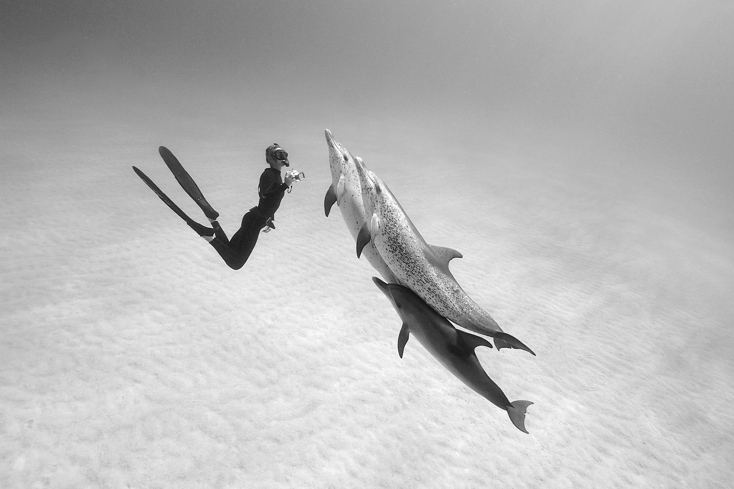 Woman swimming with dolphins.