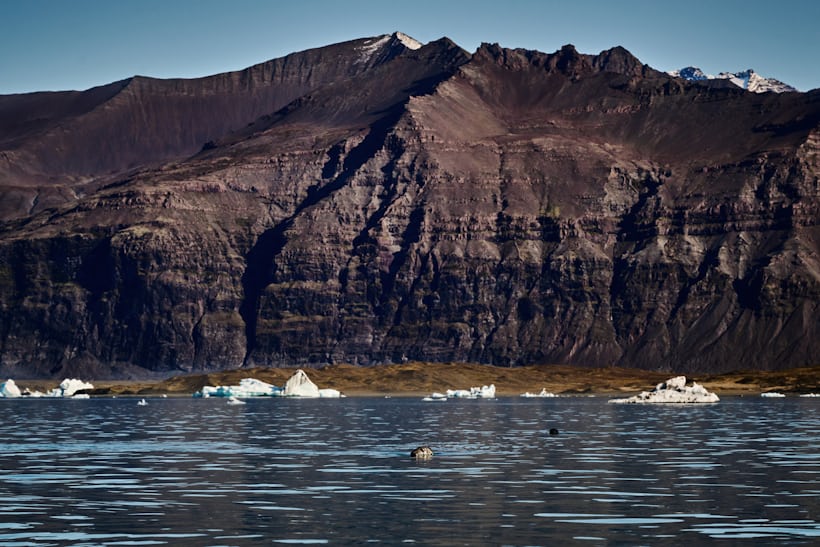 Jökulsárlón Glacier Lagoon seal